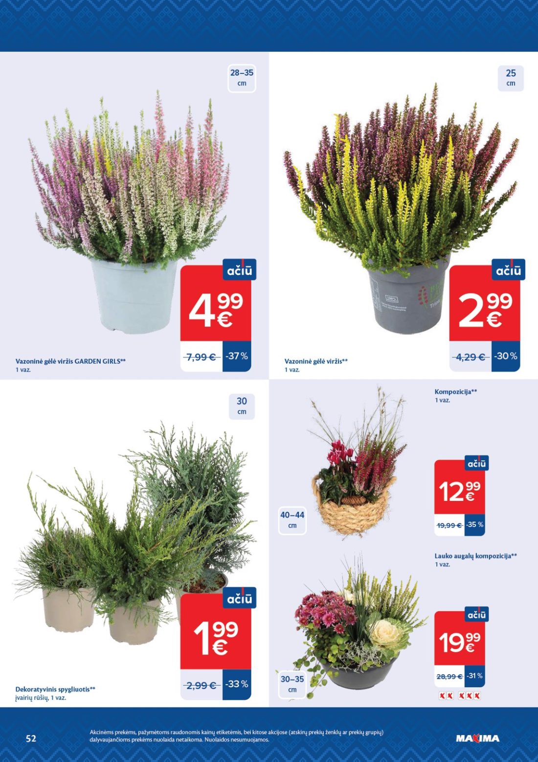 MAXIMA AČIŪ savaitinis leidinys Nr. 44, 52 psl.: Vazoninė gėlė viržis GARDEN GIRLS vaz Kompozicija Lauko augalų Dekoratyvinis spygliuotis įvairių rūšių…