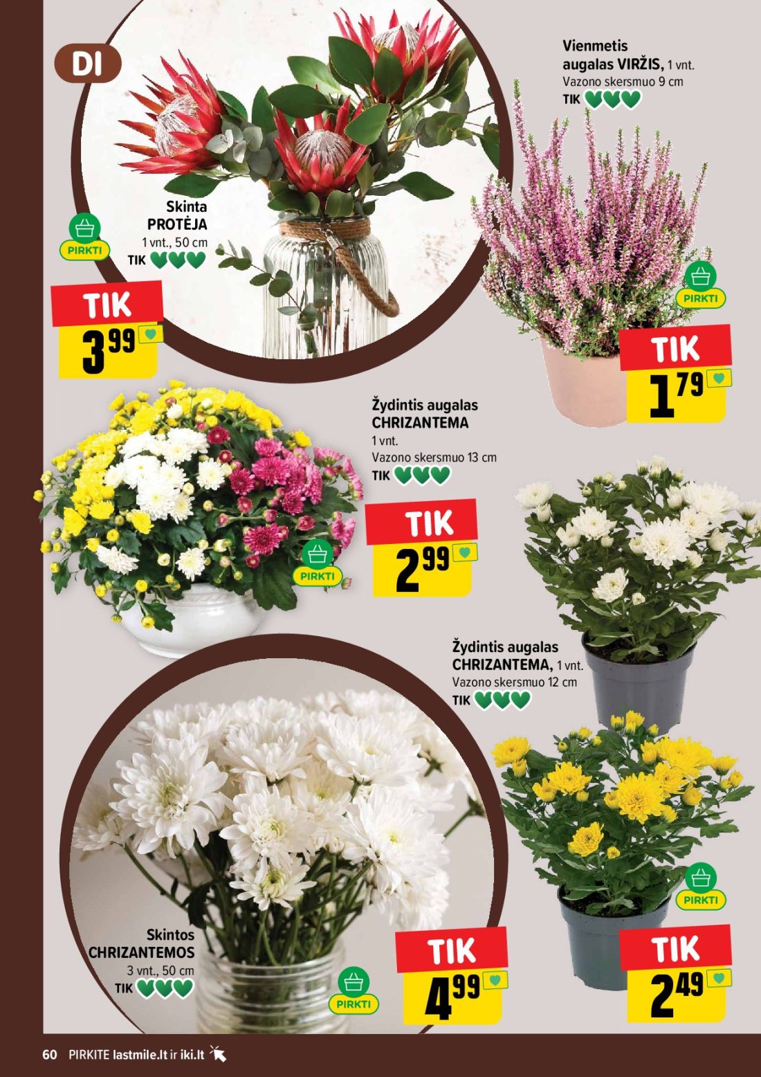IKI akcijų leidinys Nr.44, 60 psl.: Vienmetis augalas VIRŽIS Vazono skersmuo Skinta PROTĖJA Žydintis CHRIZANTEMA Skintos CHRIZANTEMOS PIRKITE…
