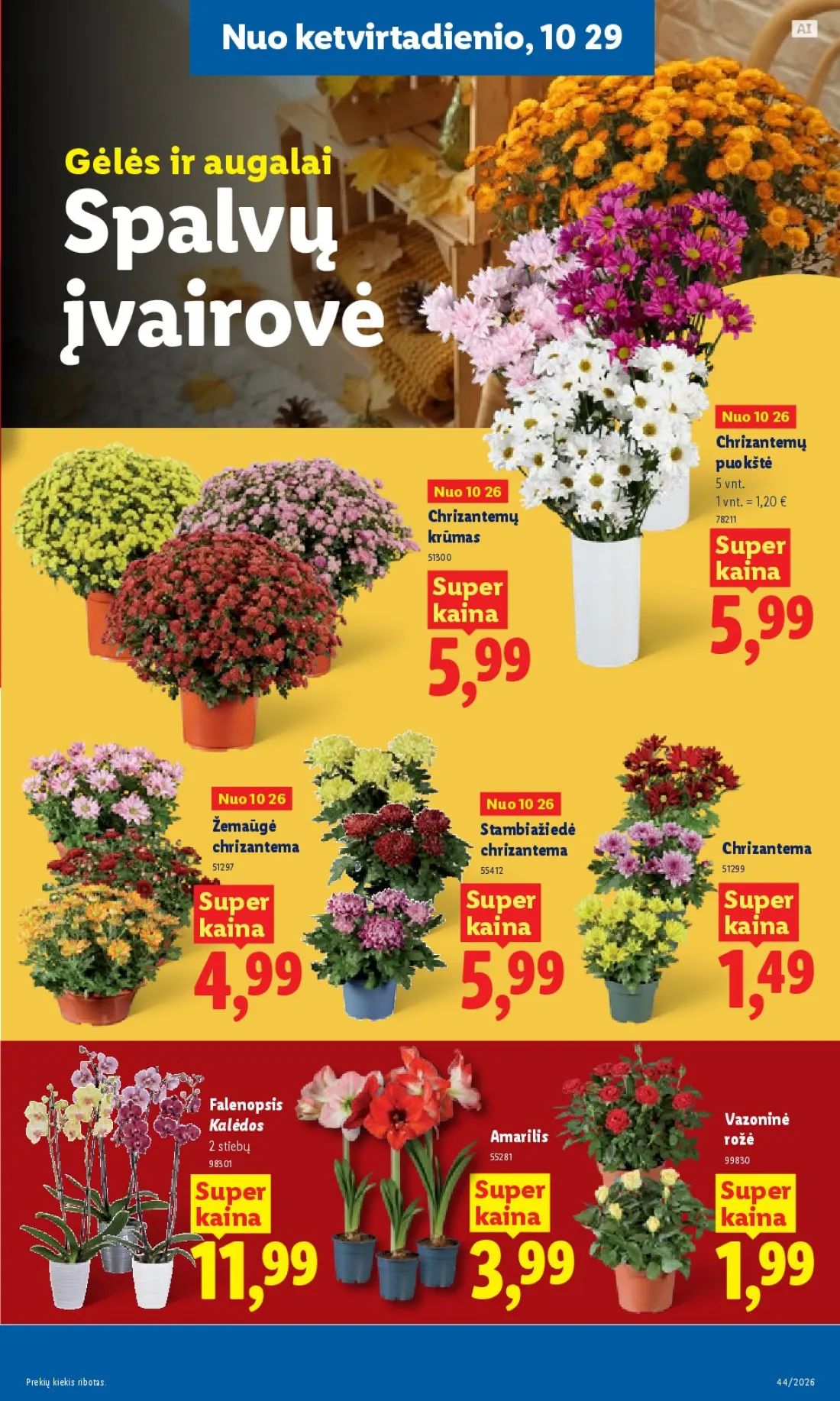 LIDL Maisto prekių pasiūlymai, 43 psl.: ketvirtadienio Gėlės augalai Spalvų įvairovė Chrizantemų puokštė krūmas Super Žemaūgė Stambiažiedė chrizantem…